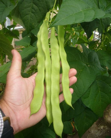 Limka - Asgen Tarım Ticaret A.Ş.