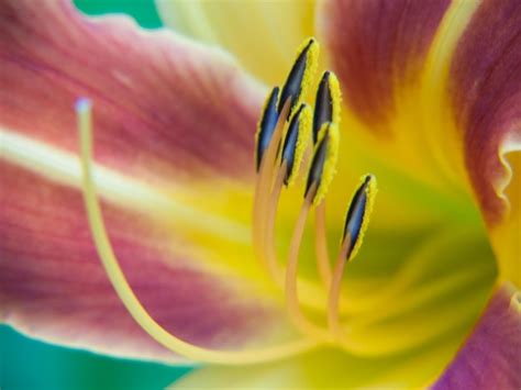 Premium Photo | Lilium
