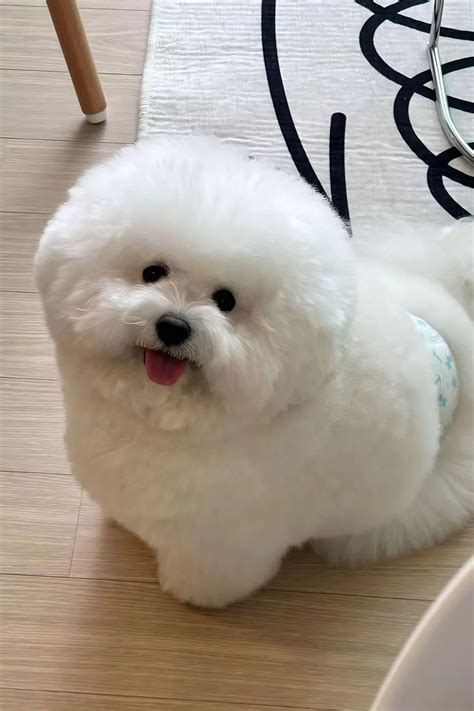 22 Bichon Frise Haircut Styles You’ll Adore - Pawesomeverse in 2025