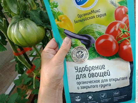 Чем подкормить томаты
