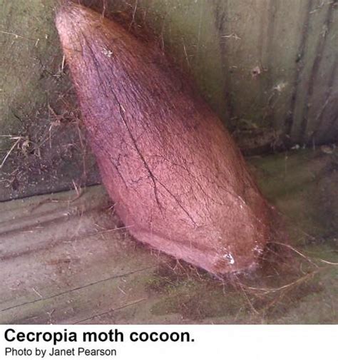 Cecropia Moth | NC State Extension Publications