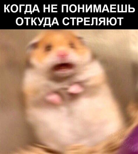Создать мем "мемы хомяк, хомяк мем, мем хомячок" - Картинки - Meme ...