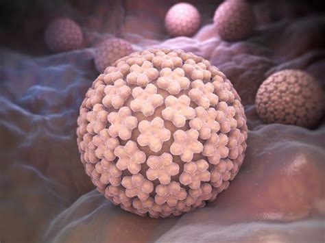 Hand-To-Genital Transmission of HPV Between Heterosexual Partners ...