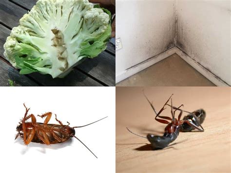 How to make cockroach balls with boric acid - Buy Boric Acid Online