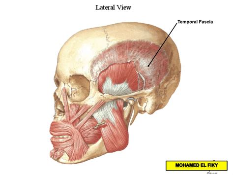 superior nuchal line 2