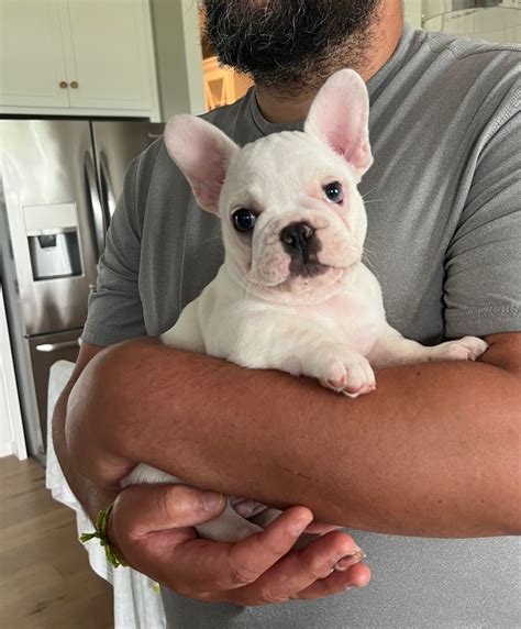 French Bulldog (Frenchie) Puppies For Sale In Kentucky