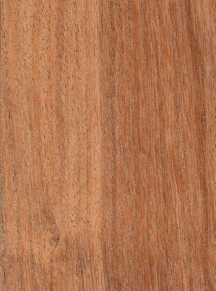 Мескито – дерево и древесина – Prosopis juliflora