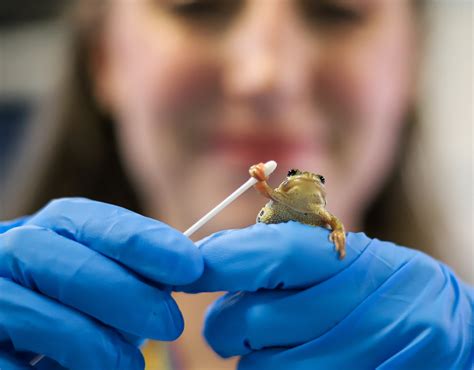 Endangered frogs fight back: Deadly fungus spurs breeding increase