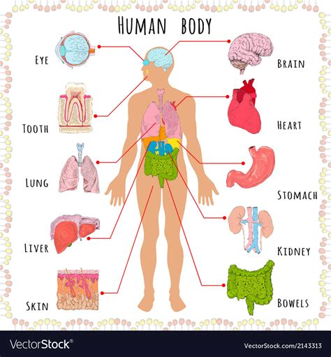 Human body medical demographic Royalty Free Vector Image