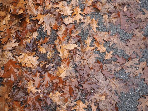 brown leaves texture background 5146328 Stock Photo at Vecteezy