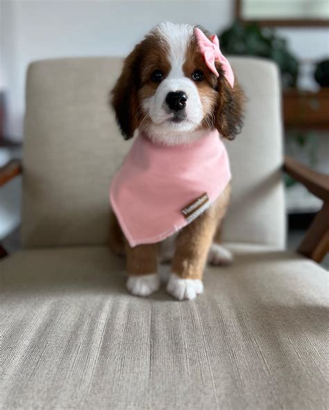 Sweet Alexis all ready to go to... - Alpine Mini Bernedoodles