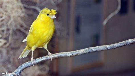 Canary Wallpapers - Wallpaper Cave