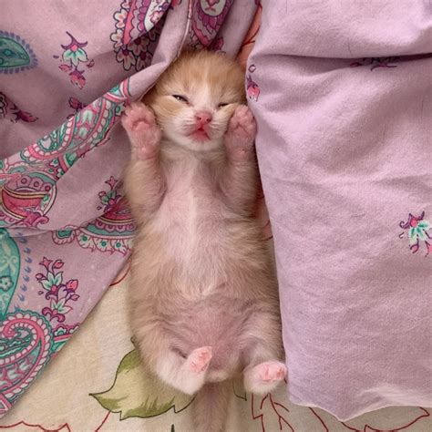Создать мем "милые котики, котики, забавные животные" - Картинки - Meme ...