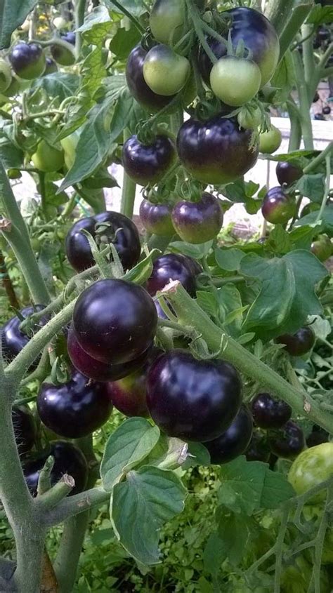 Томат Черная гроздь: характеристика и описание сорта, отзывы, фото ...