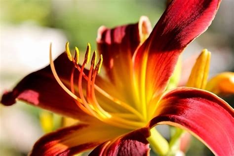 Безкоштовна картинка: сад, pistil, Пилок, квітка лілії, природа