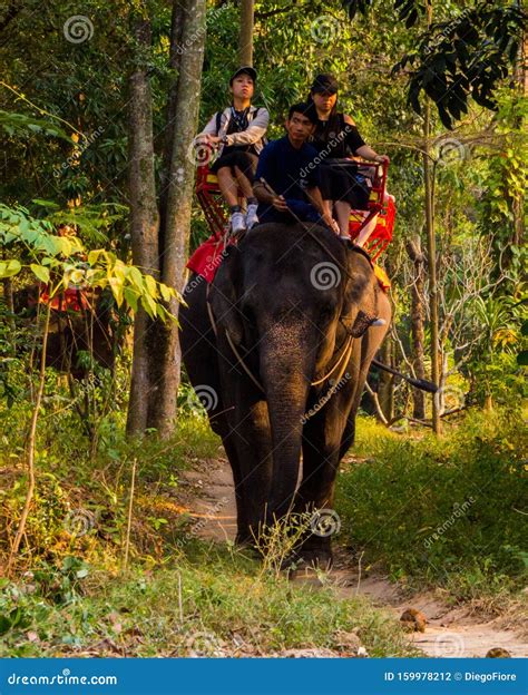 Elephant Riding in Thailand Editorial Photography - Image of january ...