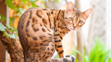 bengal cats  didnt  bengal cat facts