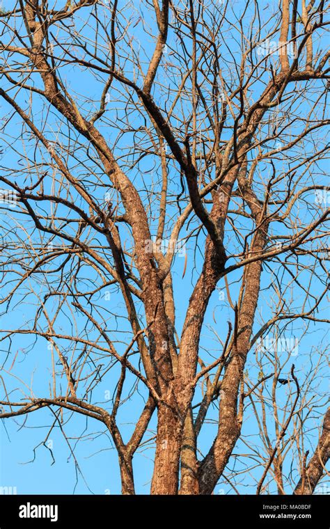 branch  tree stock photo alamy