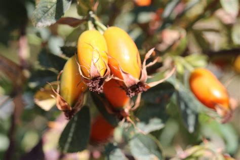 Rosa canina L. Шиповник собачий — Planta Medica