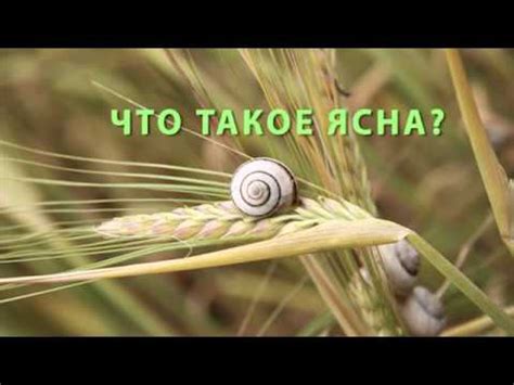 ЧТО ТАКОЕ ЯСНА? АРХИПОВ С.Ю. - YouTube