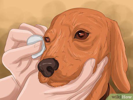 how to treat an eye infection on a dog