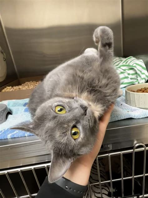 A new larger facility will house the Lynchburg Humane Society 2