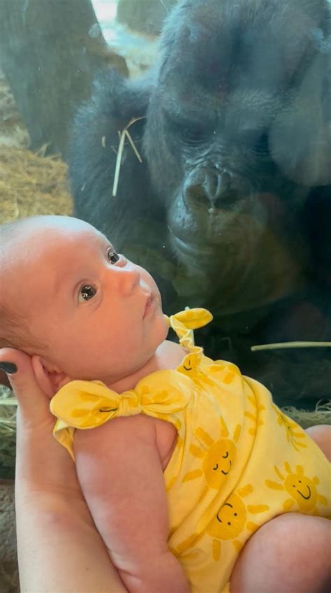 Gorilla kisses newborn baby through glass at zoo