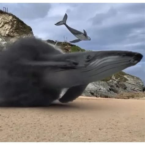 Enhydriodon omoensis size – Artofit