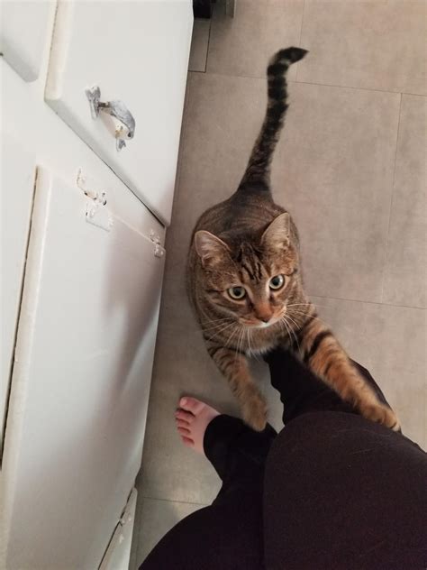 do cats know when you are sick 2
