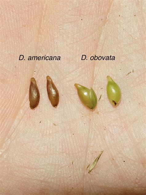Diarrhena americana (Eastern Beakgrain) - FSUS