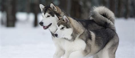 Alaskan Malamute Dog Breed Temperament And Personality - Playful and