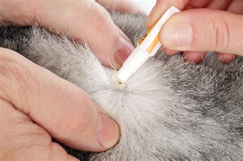 Flea Drops for Cats and Dogs - Why and How You Should Be Using It ...