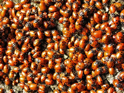 Interesting Facts About Invertebrates
