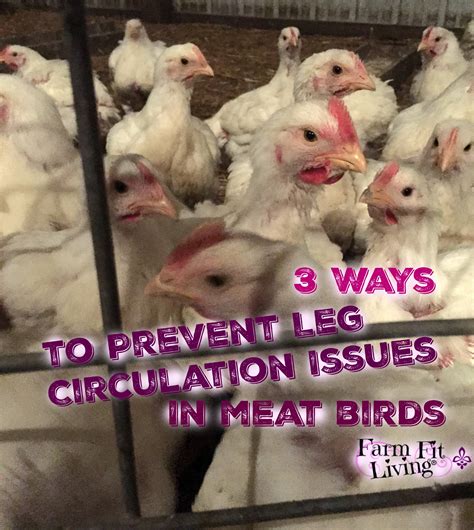3 Ways to Prevent Leg Circulation Issues in Meat Birds - Farm Fit Living