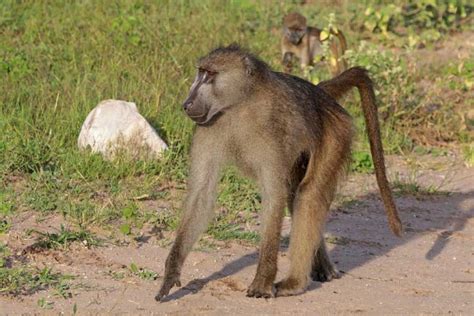 Types Of Monkey With Pictures & Facts: Monkey Groups & Species