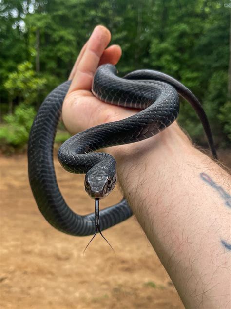 why is snake shaking fast 6