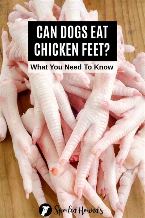 Can Dogs Eat Chicken Feet? What You Need To Know