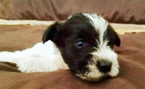 Native ‎Maldives Dog Breeds | All dogs of Maldives | Dog breeds ...