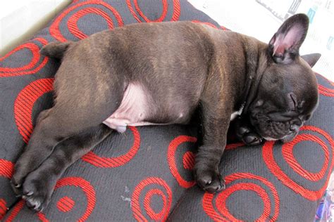 french bulldog pros  cons french bulldog breed essentials shop learn