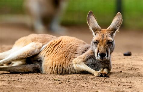 Kangaroos Kangaroo Adaptations