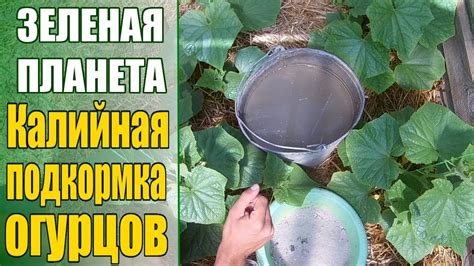 Калийная подкормка огурцов когда и зачем делать - YouTube