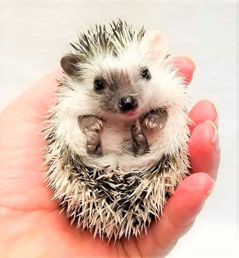 Hedgehog Breeds