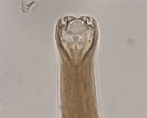 Hookworms in humans tretment from petco - swissaceto
