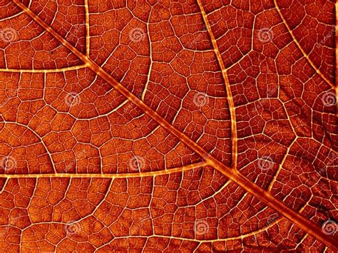 leaf texture stock image image  mesh veins bright