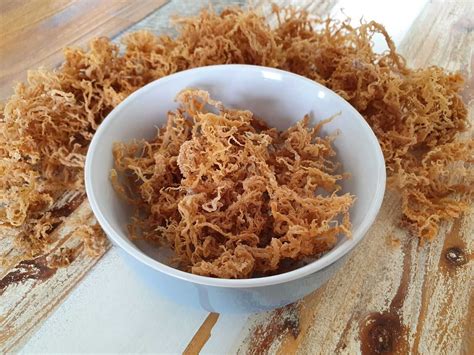 boil sea moss recipesnet