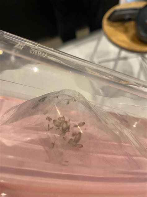 Are these bed bugs? : r/Bedbugs