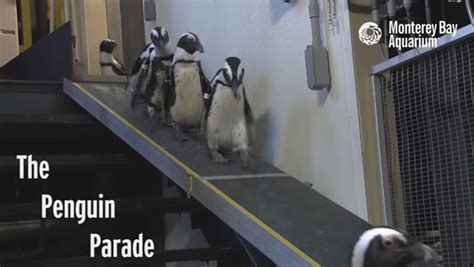 A Penguin Parade Is The Cutest Kind Of Parade There Is