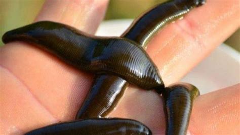 manfaat terapi lintah  kesehatan tribunjogjacom