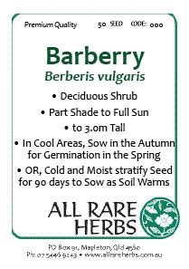 Barberry, seed | All Rare Herbs
