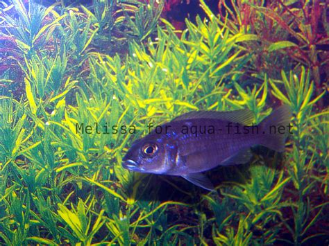 Comprehensive Guide to Caring for and Breeding Electric Blue Haps